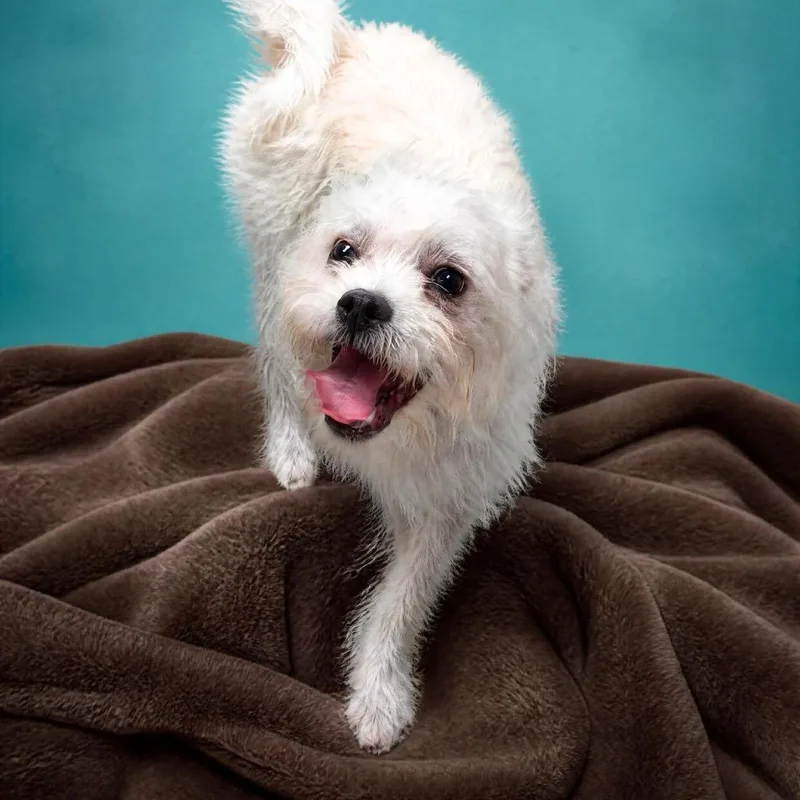 An adult small-sized male White / Cream Maltese dog named Raine for adoption in Enid, OK