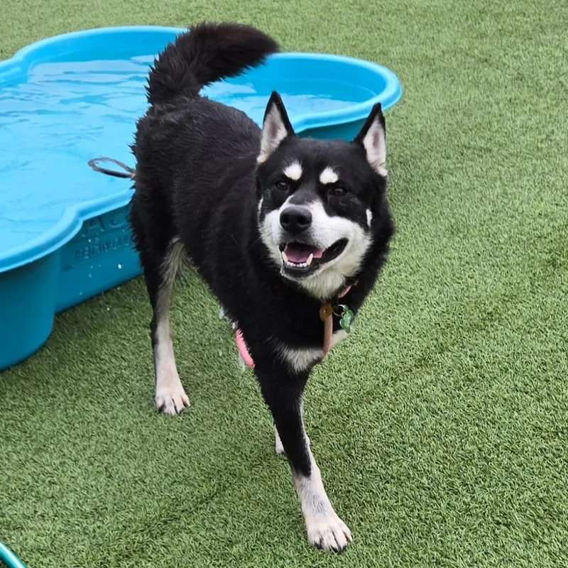An adult medium-sized male Black Husky dog named Tender for adoption in Chattanooga, TN