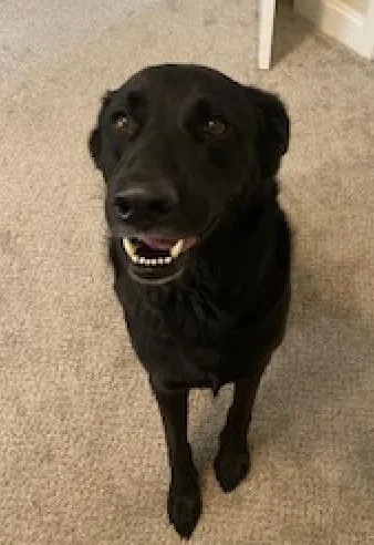 A young large-sized male Labrador Retriever dog named Bruno for adoption in Decatur, GA