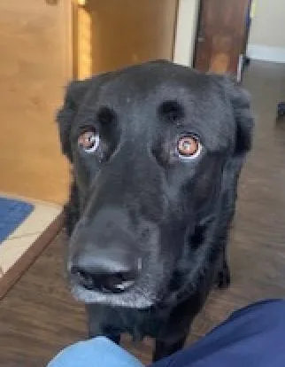 Bruno thumbnail 3
