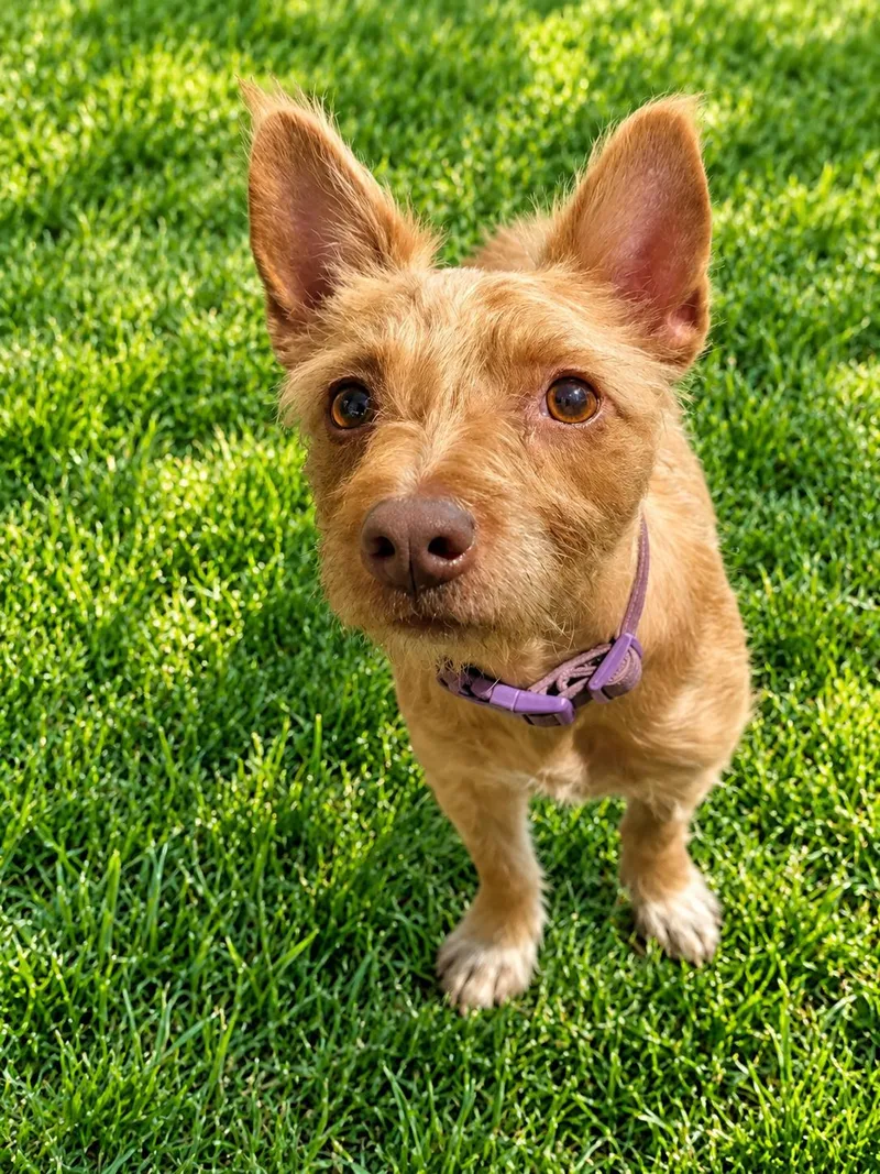 A young small-sized female Terrier dog named Ember for adoption in Georgetown , CA