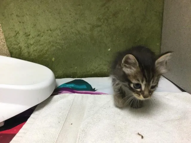 A baby small-sized female Domestic Short Hair cat named Cashmere for adoption in Riverside, CA