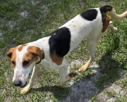 A baby medium-sized female Hound dog named Pickles for adoption in Conway, SC