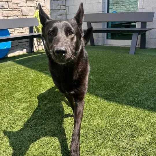 An adult large-sized female Black Shepherd dog named Nova for adoption in Matteson, IL
