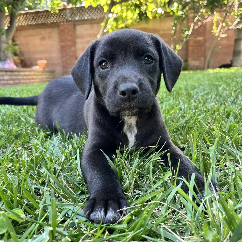 A baby small-sized male Black Beagle dog named Renzo for adoption in Nowata, OK
