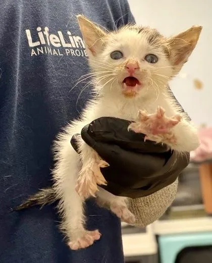 A baby small-sized male Domestic Short Hair cat named Oof for adoption in Chamblee, GA