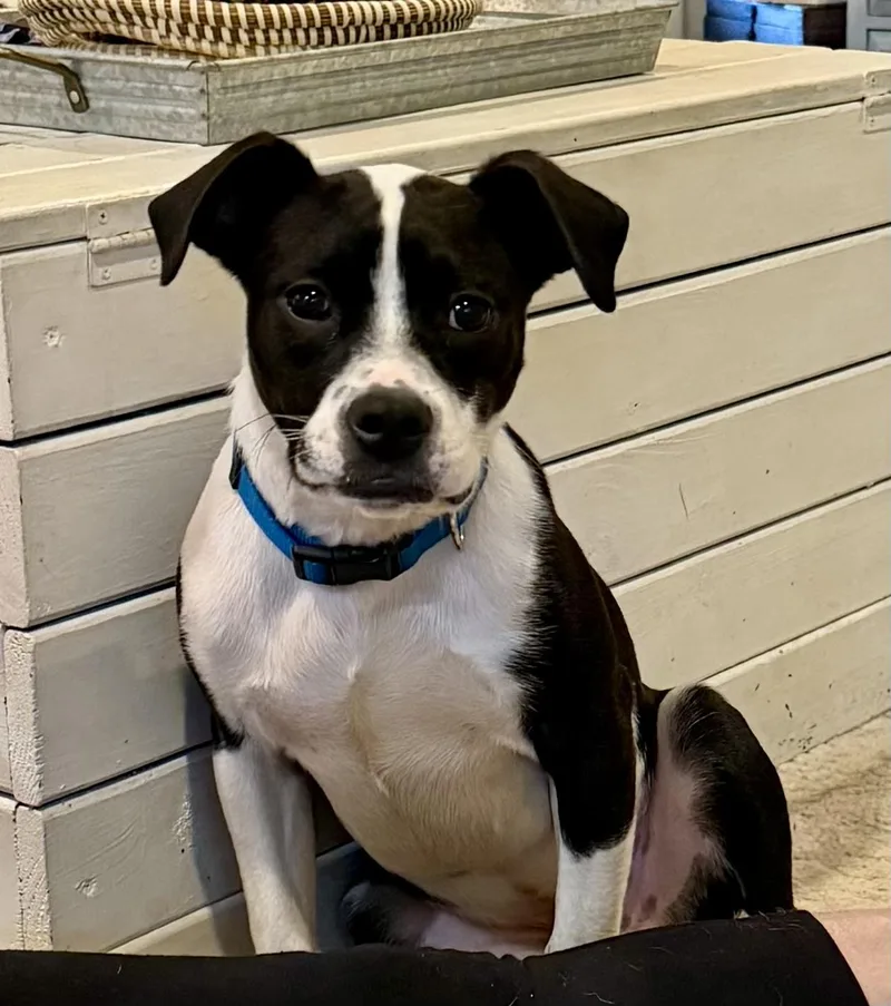 A young medium-sized male White / Cream American Staffordshire Terrier dog named Oreo for adoption in Brierfield, AL