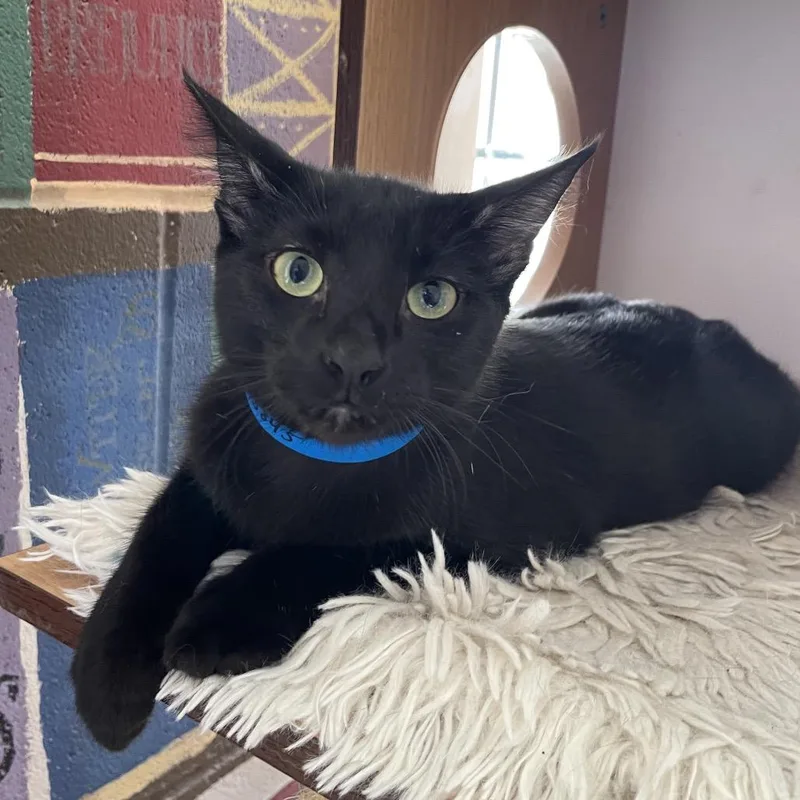 A baby medium-sized male Black Domestic Short Hair cat named Milo for adoption in Laredo, TX