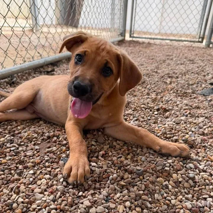 A baby small-sized male Yellow / Tan / Blond / Fawn Black Mouth Cur dog named Hansel for adoption in Buchanan Dam, TX