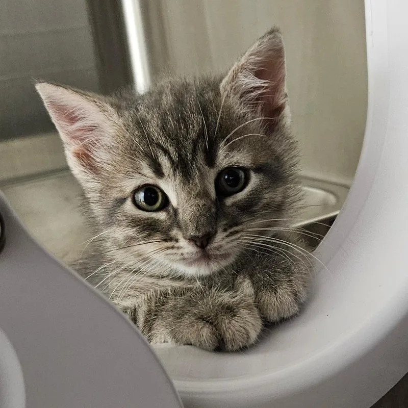 A baby small-sized female Gray / Blue / Silver Domestic Short Hair cat named Maxine for adoption in Oneonta, NY