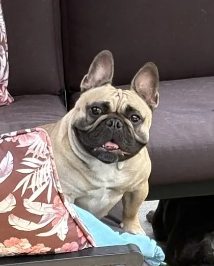 An adult small-sized female French Bulldog dog named McMuffin for adoption in Burlington, WI