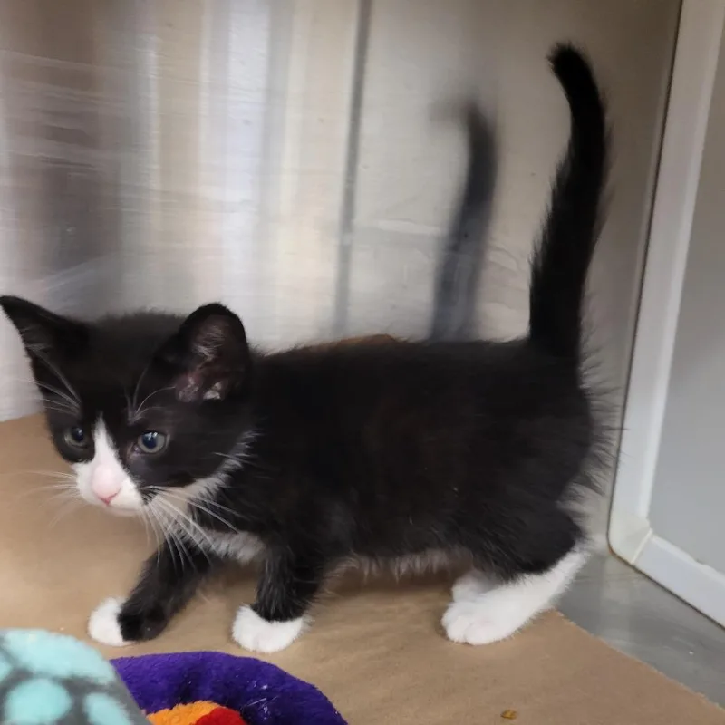 A baby small-sized male Black Domestic Short Hair cat named Figaro for adoption in Lake Panasoffkee, FL