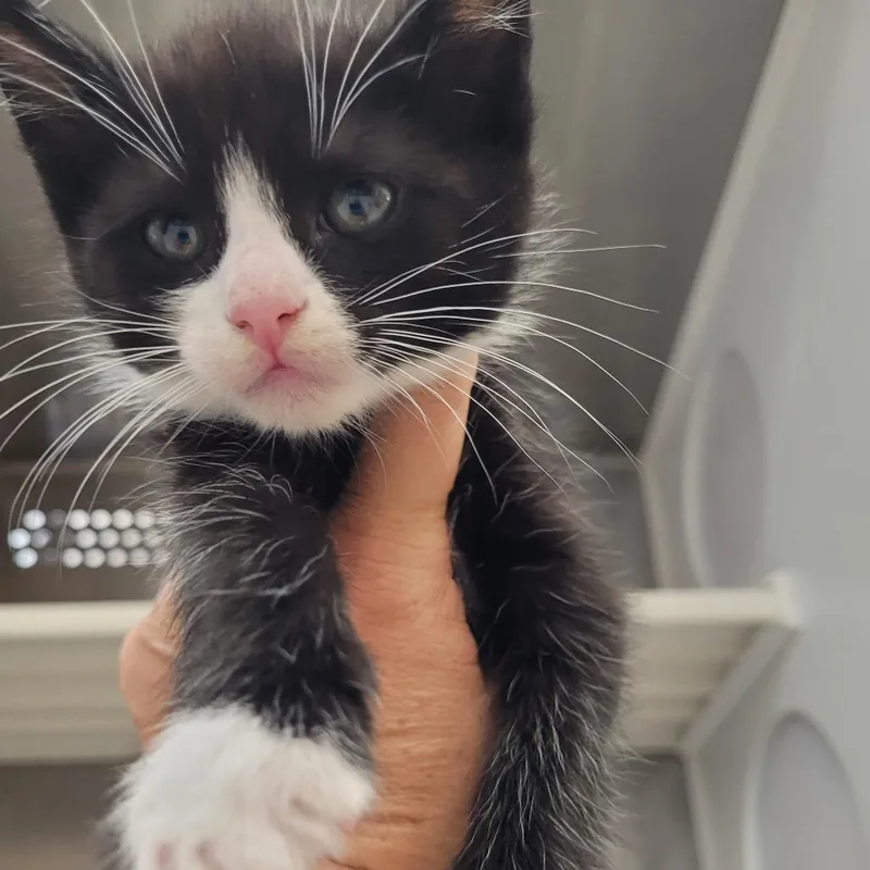 Figaro thumbnail 2