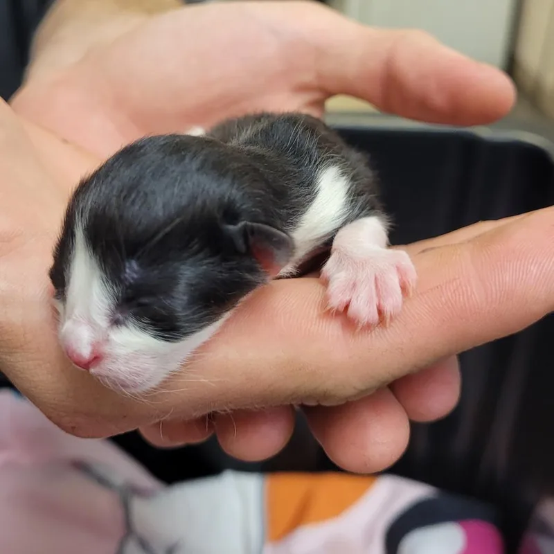 Figaro thumbnail 3