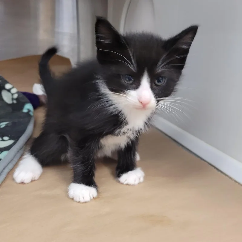 Figaro thumbnail 4