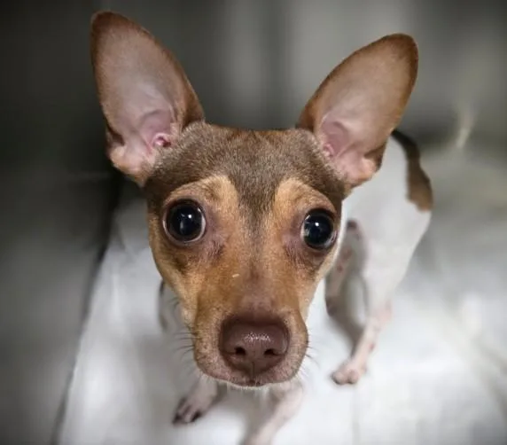A young small-sized male Chihuahua dog named Ihop for adoption in Los Angeles, CA