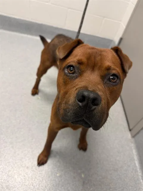 A young medium-sized male Chow Chow dog named Berrio for adoption in Indianapolis, IN