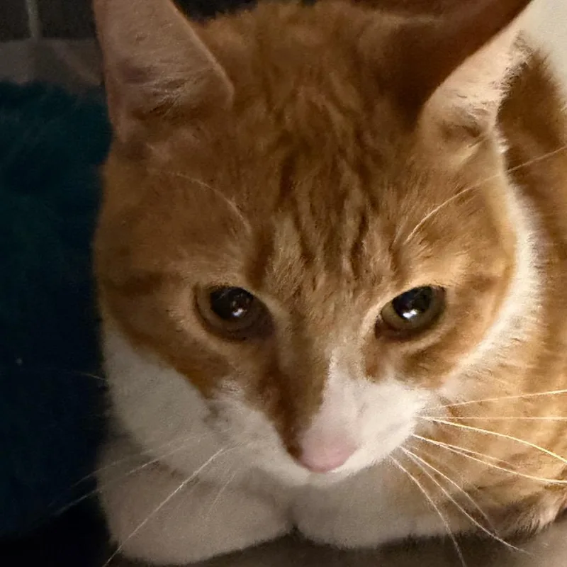 An adult large-sized male Maine Coon cat named Oliver for adoption in mount vernon, AR