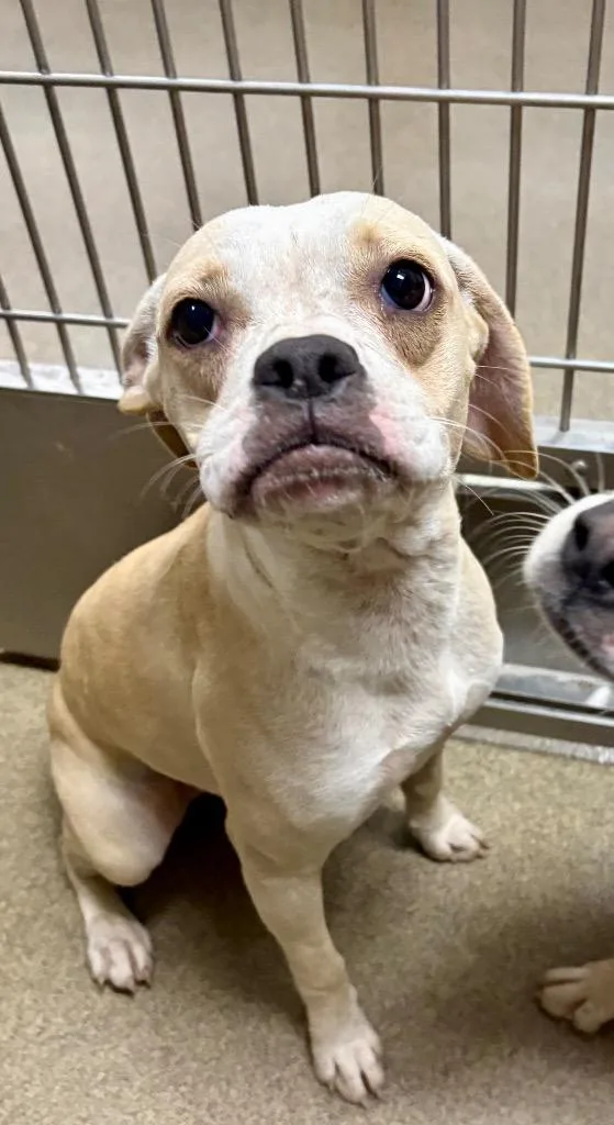 A young medium-sized female Mixed Breed dog named Honey for adoption in Rome, GA