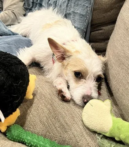 A baby small-sized female Mixed Breed dog named Shallan for adoption in Pleasanton, CA