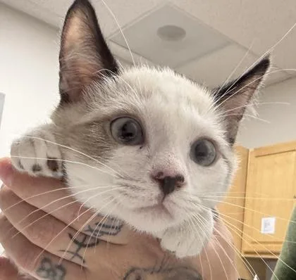 A baby medium-sized male Snowshoe cat named Caterpie for adoption in Sacramento, CA