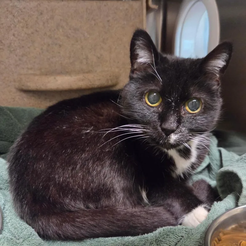 A senior medium-sized female Black Domestic Short Hair cat named Red Velvet for adoption in Asheville, NC