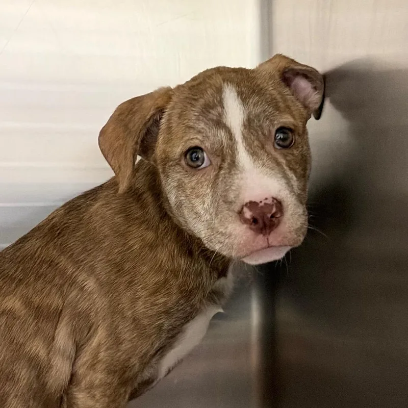 A baby medium-sized female Mountain Cur dog named Lexie for adoption in Cumming, GA