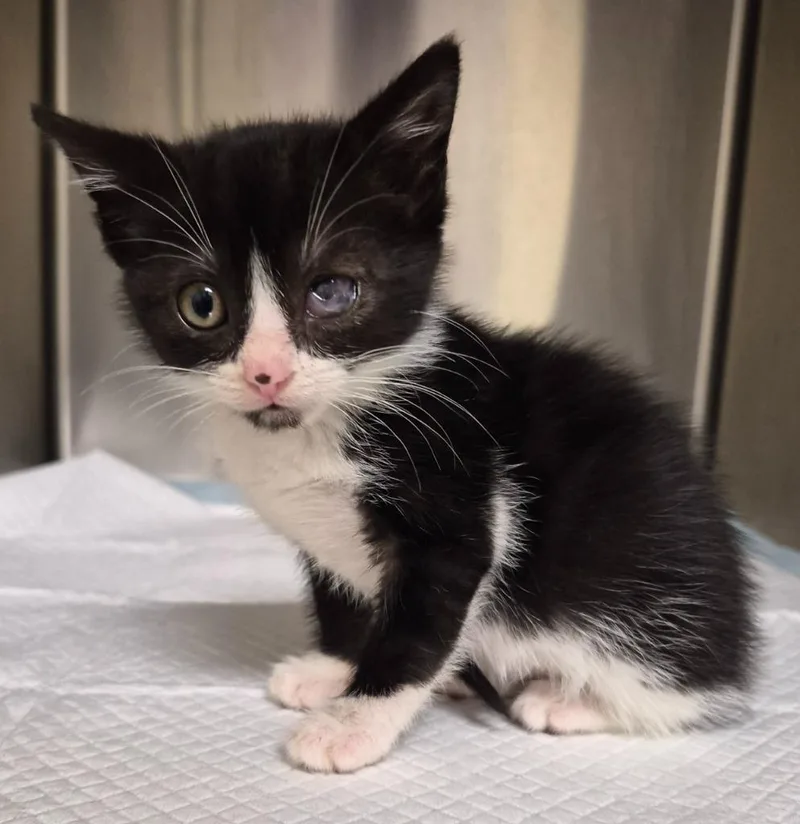 A baby medium-sized female Domestic Short Hair cat named Gogo for adoption in Christiansburg, VA