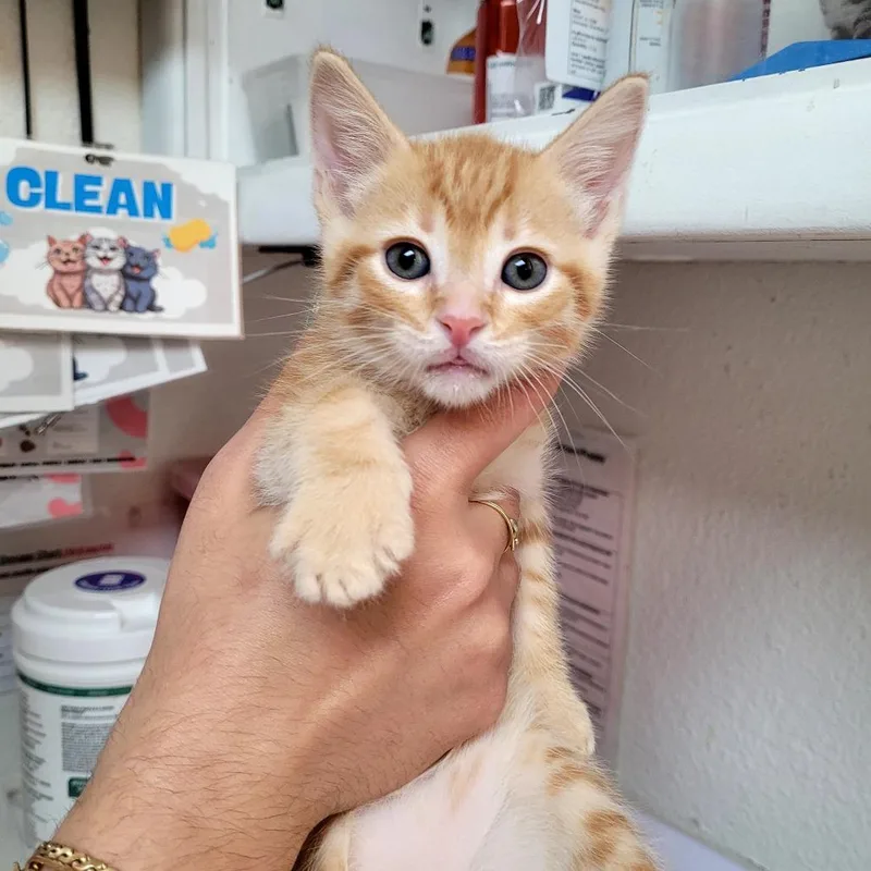 A baby small-sized male Domestic Short Hair cat named Alvin for adoption in Allyn, WA