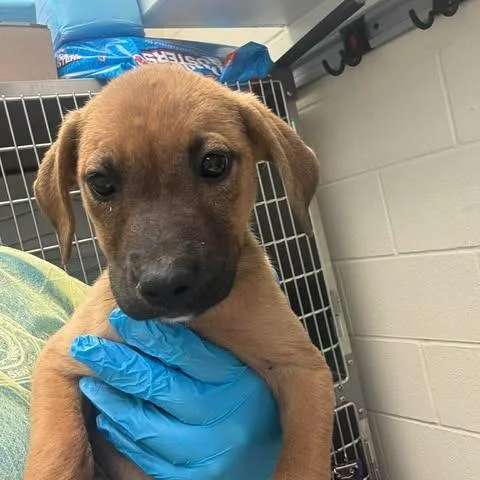 A baby large-sized female Yellow / Tan / Blond / Fawn Black Mouth Cur dog named Hazelnut for adoption in Bastrop, TX