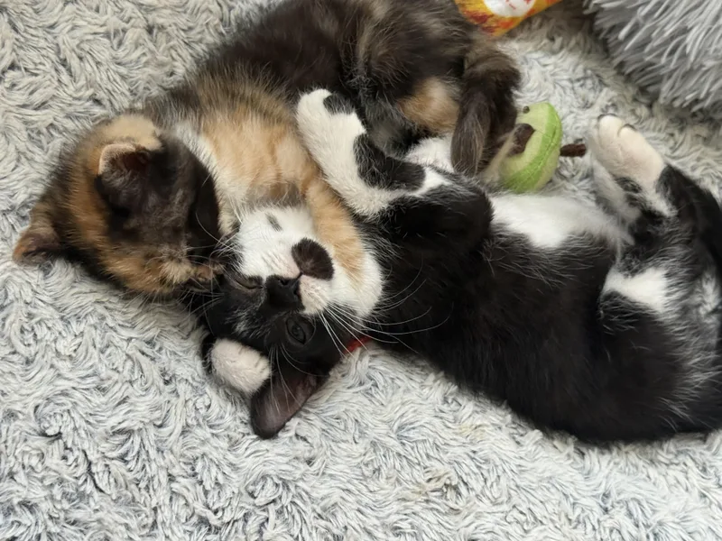 A baby small-sized male Calico cat named Harry and Cam for adoption in Miami, FL