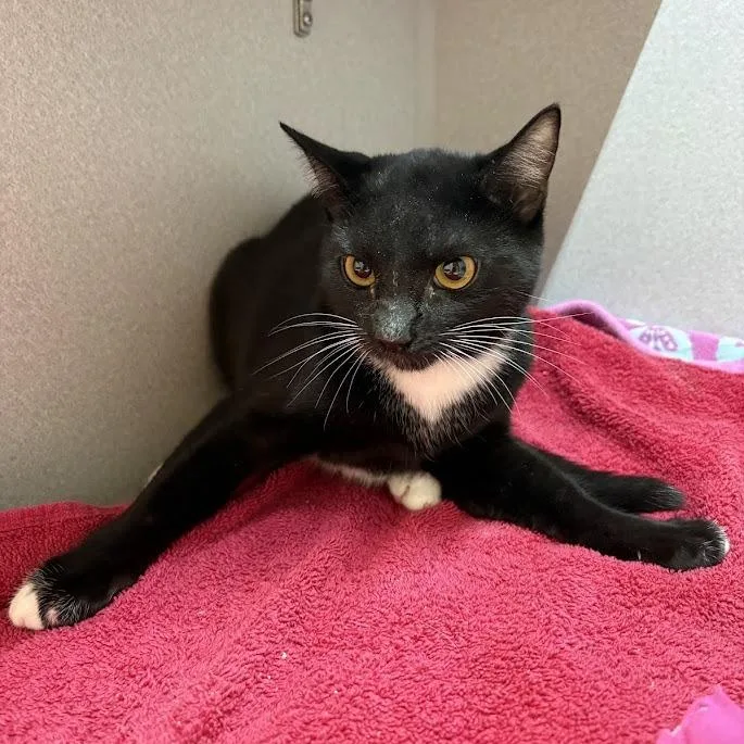 A young medium-sized female Black Domestic Short Hair cat named Ninja for adoption in Pittsburgh, PA