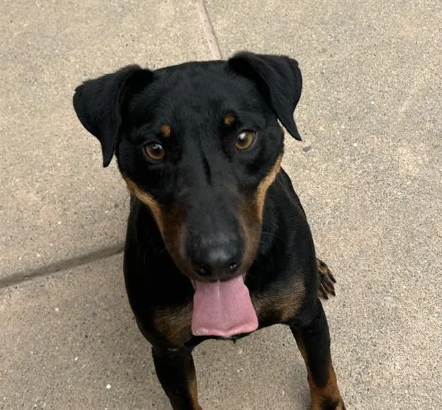An adult medium-sized male Terrier dog named Jazz for adoption in Martinez, CA