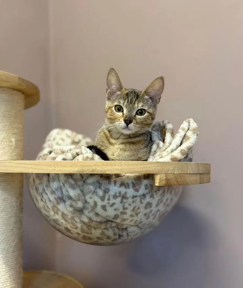 A baby medium-sized female Tabby (Brown / Chocolate) Domestic Short Hair cat named The Flower Girls for adoption in Kirkland, WA