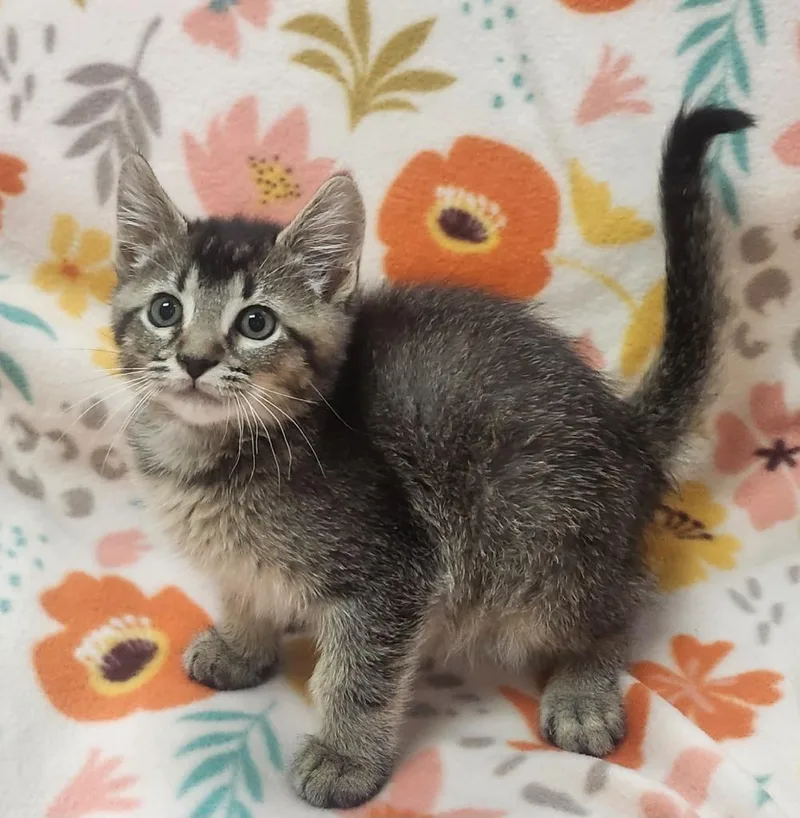A baby small-sized male Domestic Short Hair cat named William for adoption in Little Rock, AR