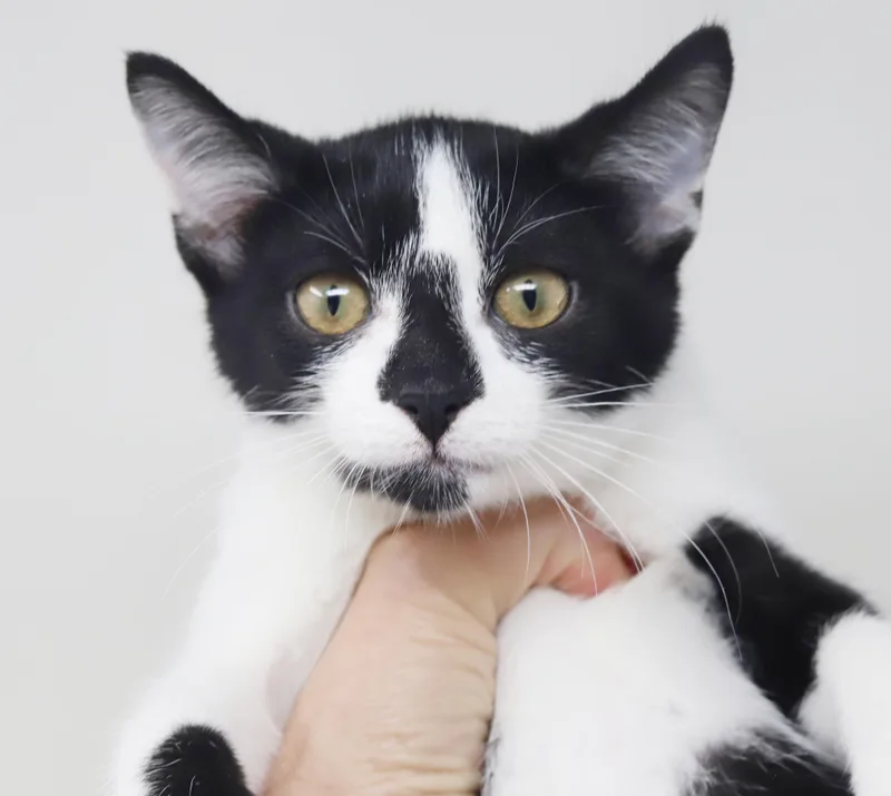 Tuna  she's cuddly thumbnail 6