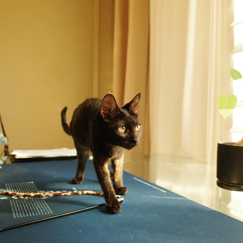 A baby small-sized female Black Domestic Short Hair cat named Ophelia for adoption in Tustin, CA