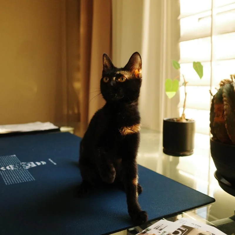 Ophelia thumbnail 5