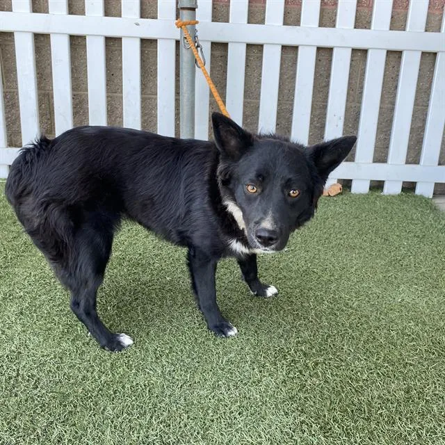 An adult medium-sized female Australian Kelpie dog named A for adoption in Modesto, CA