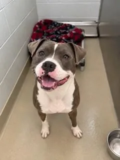 An adult medium-sized female Mixed Breed dog named Mj for adoption in Haw River, NC
