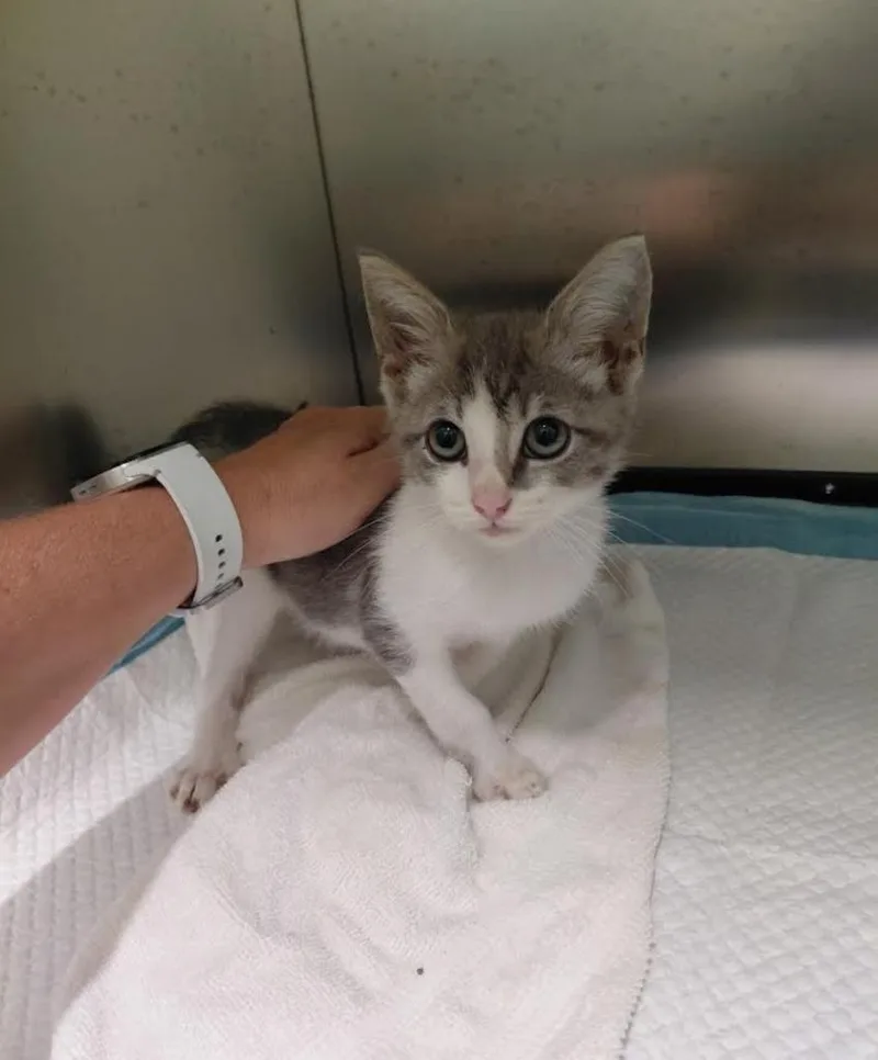 A baby medium-sized male Abyssinian cat named Salmon for adoption in Madison, AL