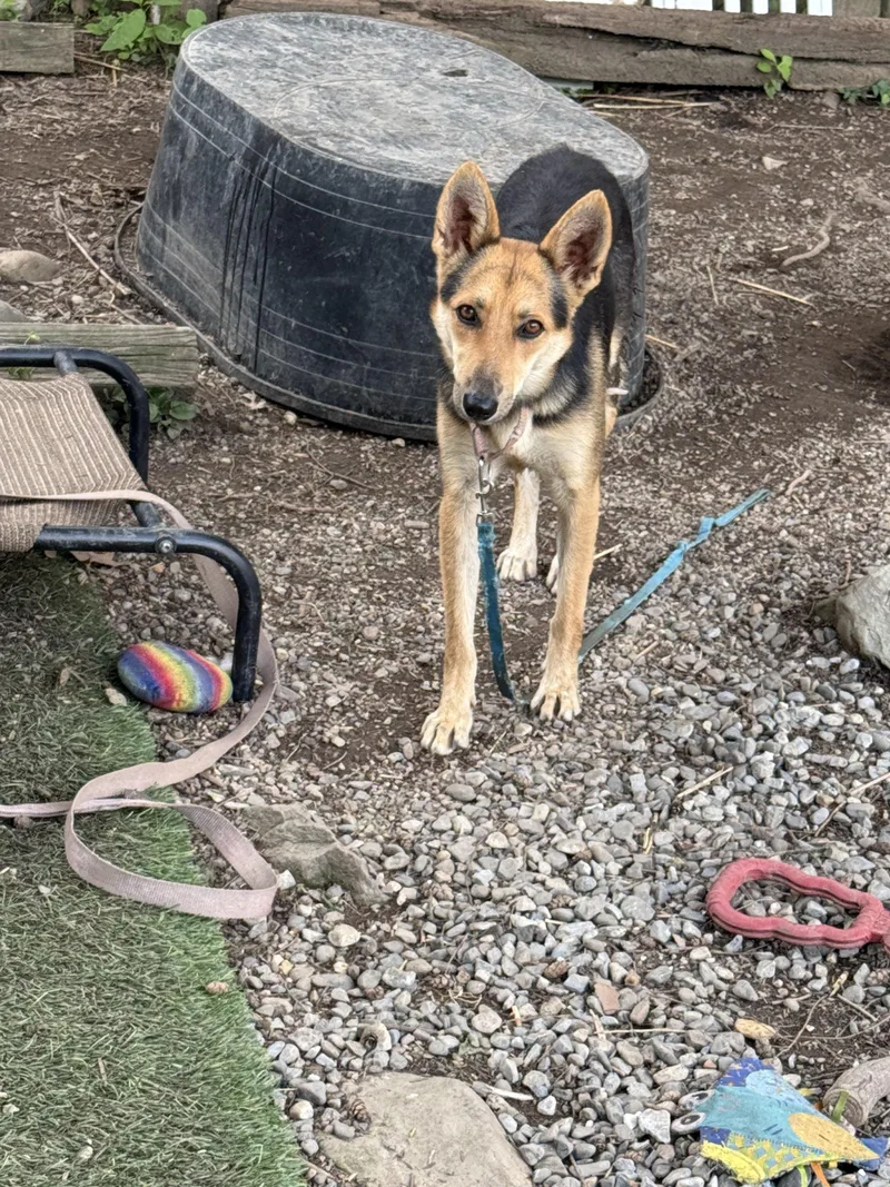 An adult medium-sized female German Shepherd Dog dog named Daisy for adoption in Pleasant Valley, NY
