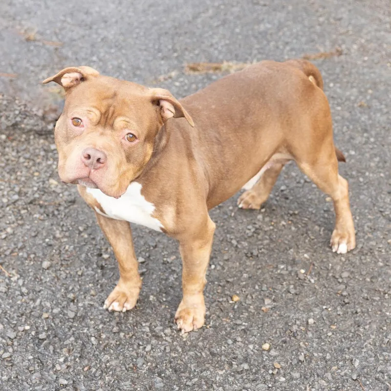 An adult medium-sized male Golden Mixed Breed dog named Anubis for adoption in Cape Girardeau, MO
