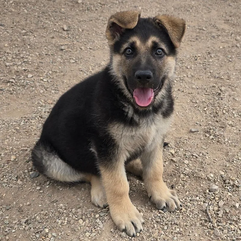A baby small-sized male Black Shepherd dog named Bobber for adoption in Wickenburg, AZ