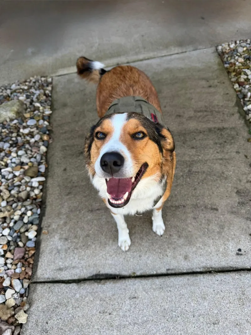 An adult medium-sized male Shetland Sheepdog / Sheltie dog named Hank for adoption in Warsaw, IN