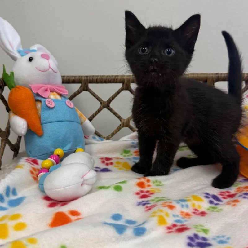 A baby small-sized female Black Domestic Short Hair cat named Loretta for adoption in Houston, TX