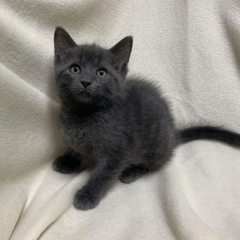 A young medium-sized female Domestic Short Hair cat named Chamomile for adoption in Jackson, MI