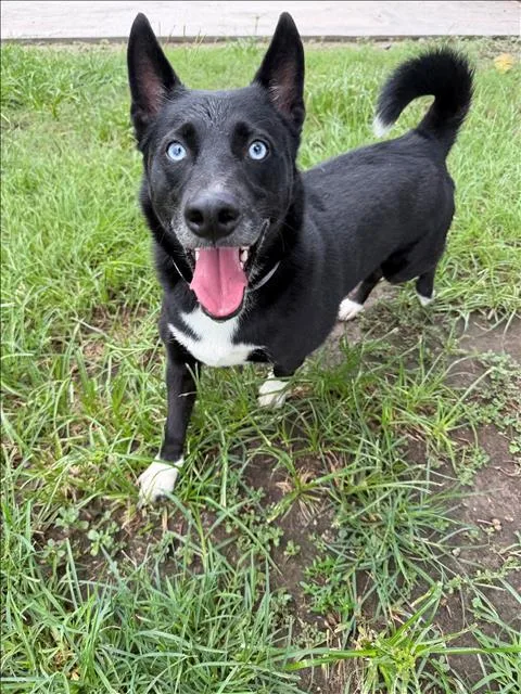 An adult medium-sized male Cardigan Welsh Corgi dog named Cowboy for adoption in Conroe, TX