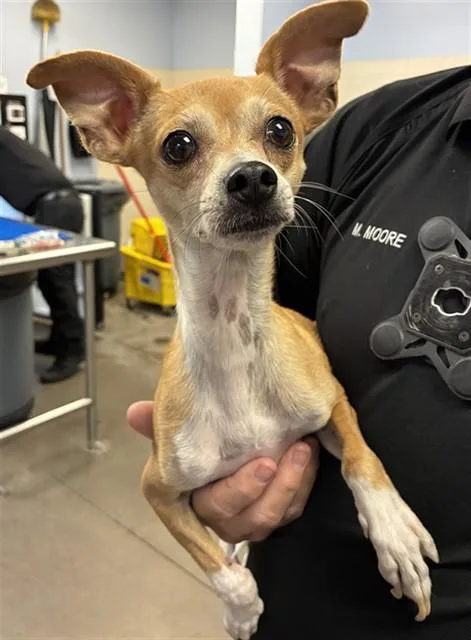 An adult small-sized male Chihuahua dog named Opie for adoption in Phoenix, AZ