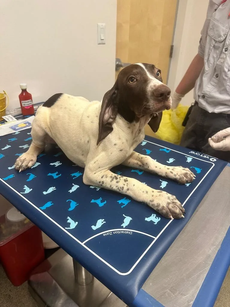 A baby medium-sized male German Shorthaired Pointer dog named Scout for adoption in Hyde Park, NY